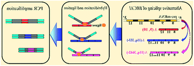 Graphical abstract: Highly sensitive and multiplexed quantification of mRNA splice variants by the direct ligation of DNA probes at the exon junction and universal PCR amplification